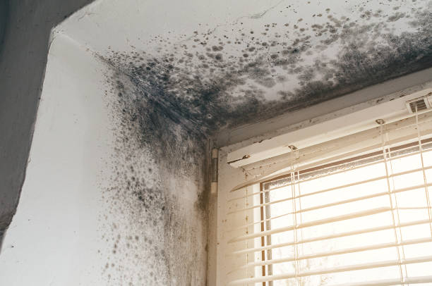 Affordable Mold Removal solutions in West Sayville, NY